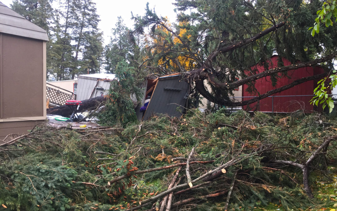 Storm Tree Damage and Cleanup in the Flathead Valley