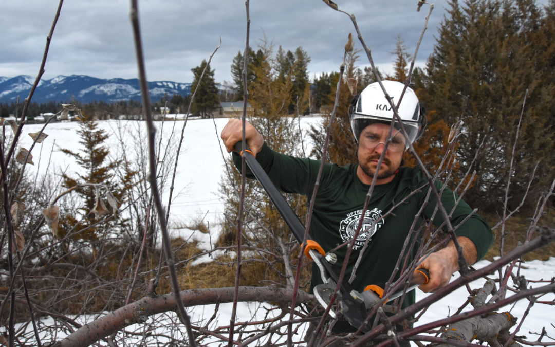 Fruit Tree Pruning in the Flathead