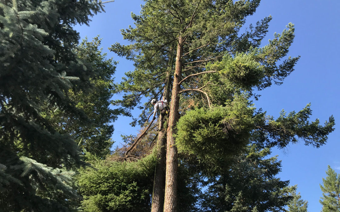 Douglas fir Mistletoe in the Flathead